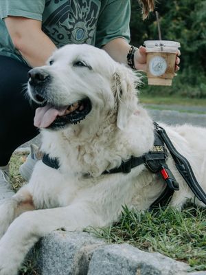 Image post by @travellercoffee_co on Instagram