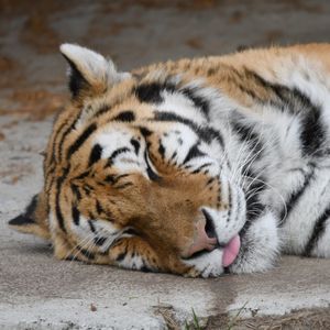 Image post by @detroitzoo on Instagram