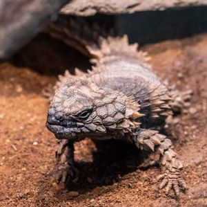 Image post by @sandiegozoo on Instagram