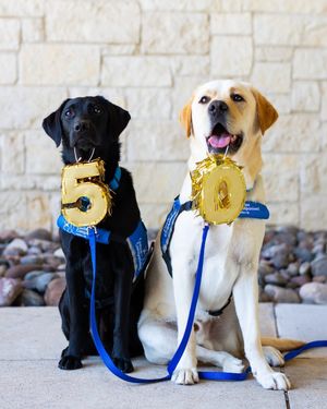 Image post by @canineorg on Instagram