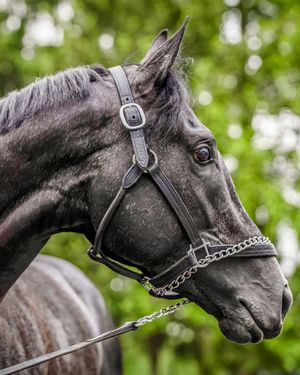 Image post by @kentuckyderby on Instagram