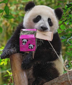 Image post by @sandiegozoo on Instagram