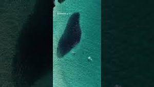 Video post by @dji on YouTube