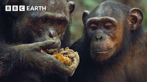 Video post by @bbcearth on YouTube
