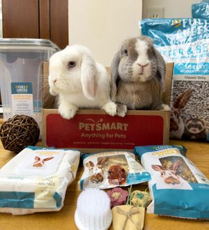 Image post by @petsmart on Instagram