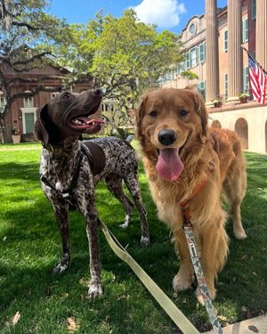 Image post by @collegeofcharleston on Instagram