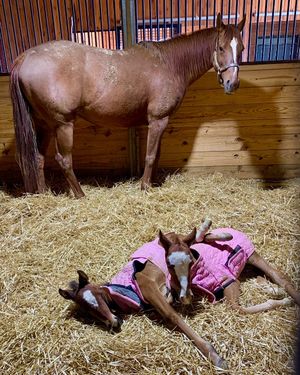 Video post by @kentuckyderby on TikTok