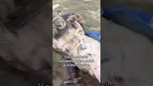 Video post by @pbr on YouTube