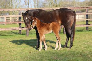Image post by @juddmonte on Instagram