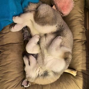 Image post by @gosia_sparks on Instagram