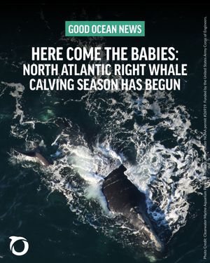 Image post by @oceana on Instagram