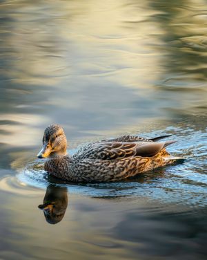 Image post by @sigmaphoto on Instagram