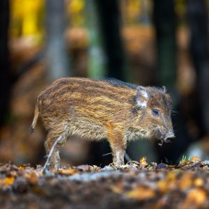 Image post by @animalplanet on Instagram