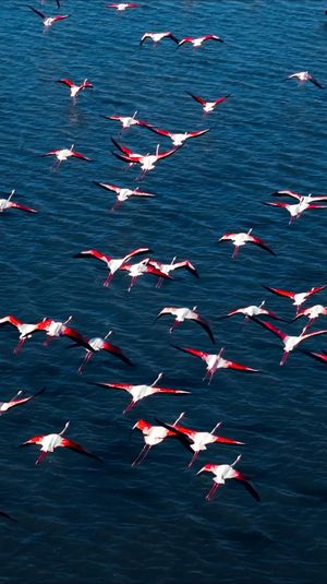 Video post by @bbcearth on Instagram