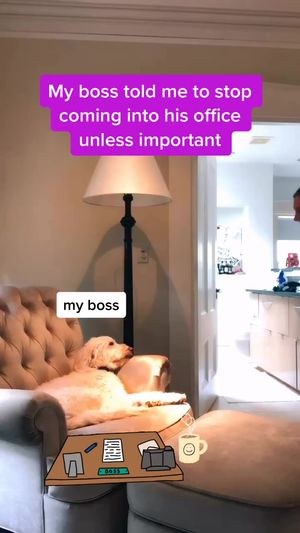 Video post by @arielledangelo on TikTok