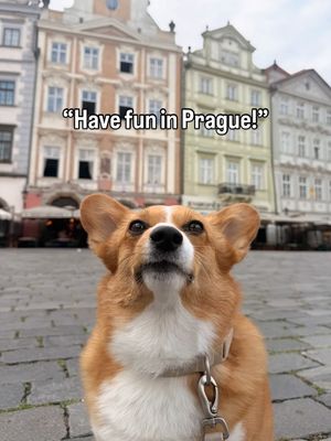 Image post by @ziggythecorg on Facebook