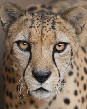 Image post by @sandiegozoo on Instagram