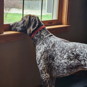 Image post by @tripleflushkennel on Instagram