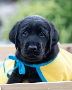 Image post by @canineorg on Instagram