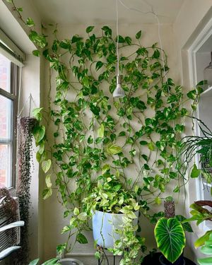Image post by @reenasplants on Instagram