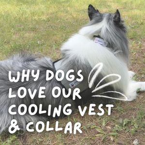 Image post by @coolerdogbrand on Instagram