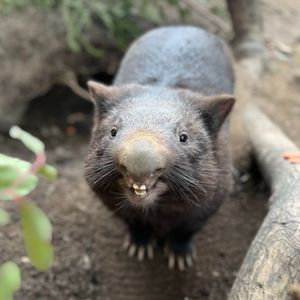 Image post by @sandiegozoo on Instagram