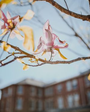 Image post by @ncstate on Instagram