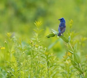 Image post by @hm_birds on Instagram