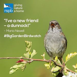 Image post by @rspb on Instagram