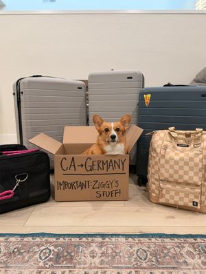 Video post by @ziggy_thecorg on TikTok