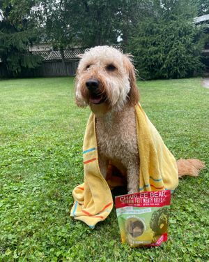 Image post by @charlee_bear_dogtreats on Instagram