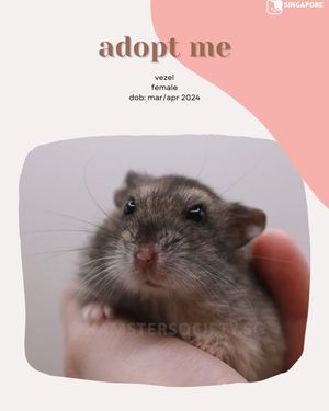 Image post by @hamstersociety.sg on Instagram