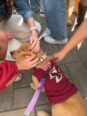 Image post by @bostoncollege on Instagram