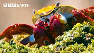 Video post by @bbcearth on YouTube