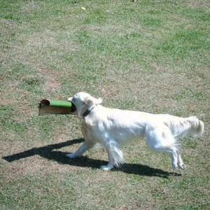 Image post by @mikethewhitegolden on Instagram