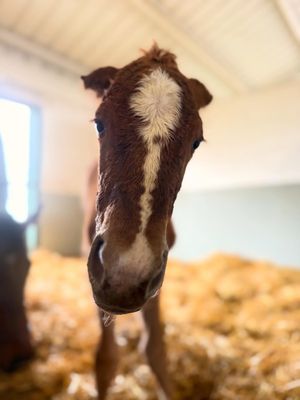 Image post by @godolphin on Instagram