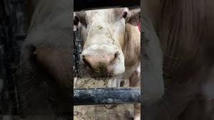 Video post by @pbr on YouTube