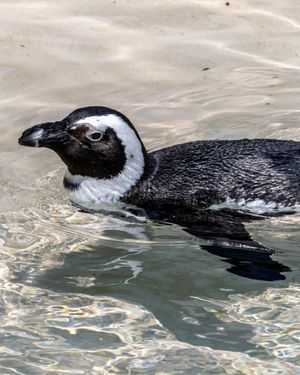 Image post by @thetorontozoo on Instagram