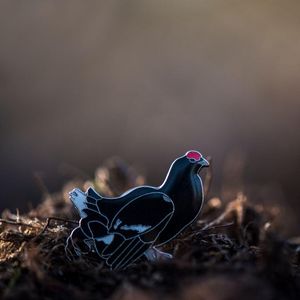 Image post by @rspb on Instagram