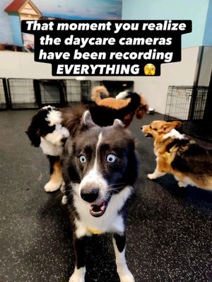 Image post by @tux_the_blue_pomsky on Instagram