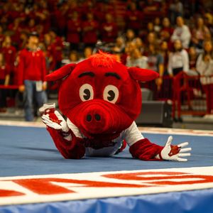 Image post by @hogsplus on Instagram