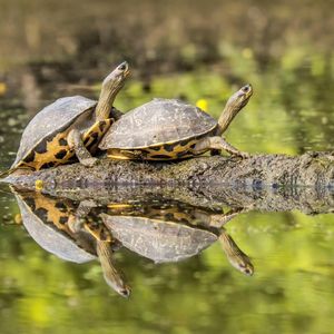 Image post by @bbcearth on Instagram