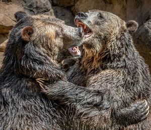 Image post by @sandiegozoo on Instagram