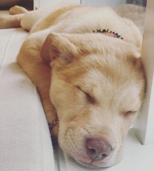Image post by @sarahchalke on Instagram