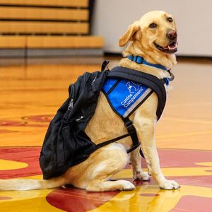 Image post by @canineorg on Instagram