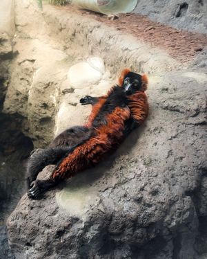 Image post by @bhamzoo on Instagram