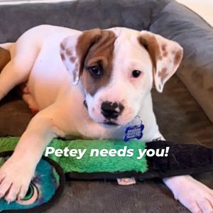 Image post by @northmeckanimalrescue on Instagram