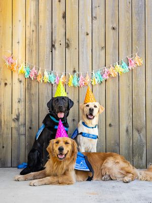 Image post by @canineorg on Instagram