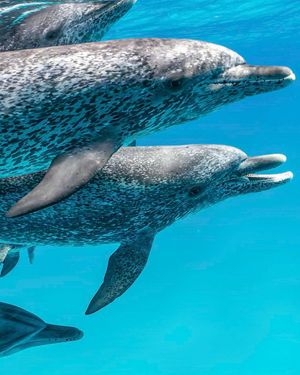 Image post by @sealegacy on Instagram