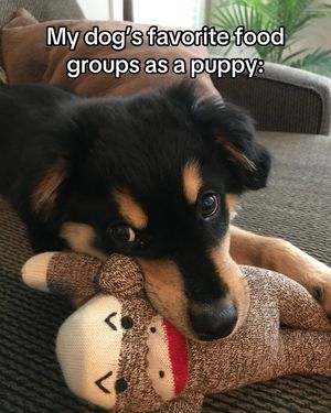 Image post by @booplethesnoot on Instagram